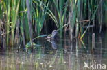 Meerkoet (Fulica atra)