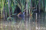 Meerkoet (Fulica atra)