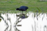 Meerkoet (Fulica atra)