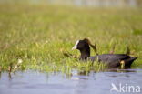 Meerkoet (Fulica atra)