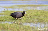 Meerkoet (Fulica atra)