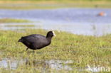 Meerkoet (Fulica atra)