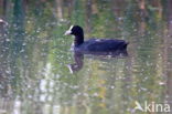 Common Coot (Fulica atra)