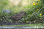 Eurasian Blackbird (Turdus merula)