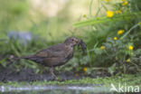 Merel (Turdus merula)