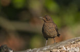 Eurasian Blackbird (Turdus merula)