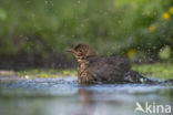 Eurasian Blackbird (Turdus merula)