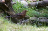 Eurasian Blackbird (Turdus merula)
