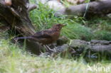 Eurasian Blackbird (Turdus merula)