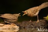 Eurasian Blackbird (Turdus merula)