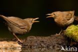 Merel (Turdus merula)