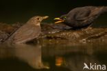 Eurasian Blackbird (Turdus merula)