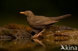 Merel (Turdus merula)