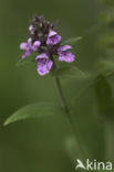 Marsh Woundwort (Stachys palustris)