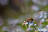 Waterforget-me-not (Myosotis scorpioides)