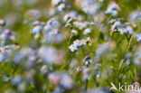 Waterforget-me-not (Myosotis scorpioides)