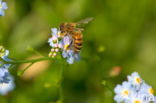 Moerasvergeet-mij-nietje (Myosotis scorpioides)