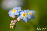 Moerasvergeet-mij-nietje (Myosotis scorpioides)