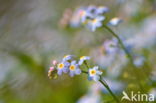 Waterforget-me-not (Myosotis scorpioides)