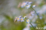 Moerasvergeet-mij-nietje (Myosotis scorpioides)