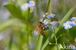 Waterforget-me-not (Myosotis scorpioides)