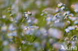 Waterforget-me-not (Myosotis scorpioides)