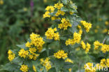 Tufted Loosestrife (Lysimachia thyrsiflora)