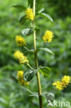 Tufted Loosestrife (Lysimachia thyrsiflora)