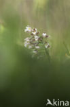 Moeraswespenorchis (Epipactis palustris)