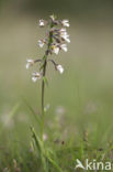 Moeraswespenorchis (Epipactis palustris)