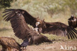 Cinereous Vulture