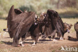 Cinereous Vulture