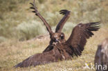 Cinereous Vulture