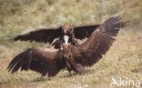 Cinereous Vulture