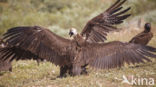 Cinereous Vulture