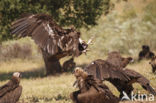 Cinereous Vulture