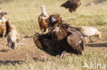 Cinereous Vulture