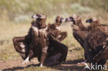 Cinereous Vulture