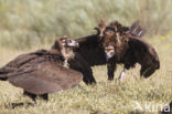 Cinereous Vulture