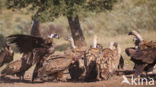 Cinereous Vulture