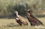 Cinereous Vulture