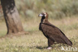 Cinereous Vulture