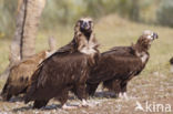 Cinereous Vulture