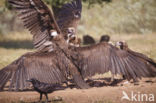 Cinereous Vulture