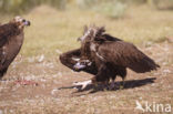 Cinereous Vulture