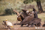 Cinereous Vulture