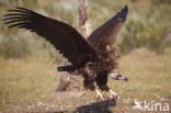 Cinereous Vulture