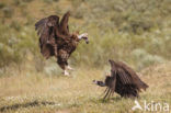 Cinereous Vulture