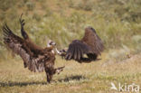 Cinereous Vulture