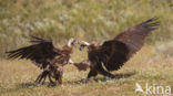 Cinereous Vulture